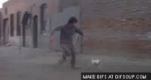 rocky chicken gif
