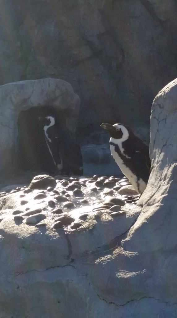 penguins