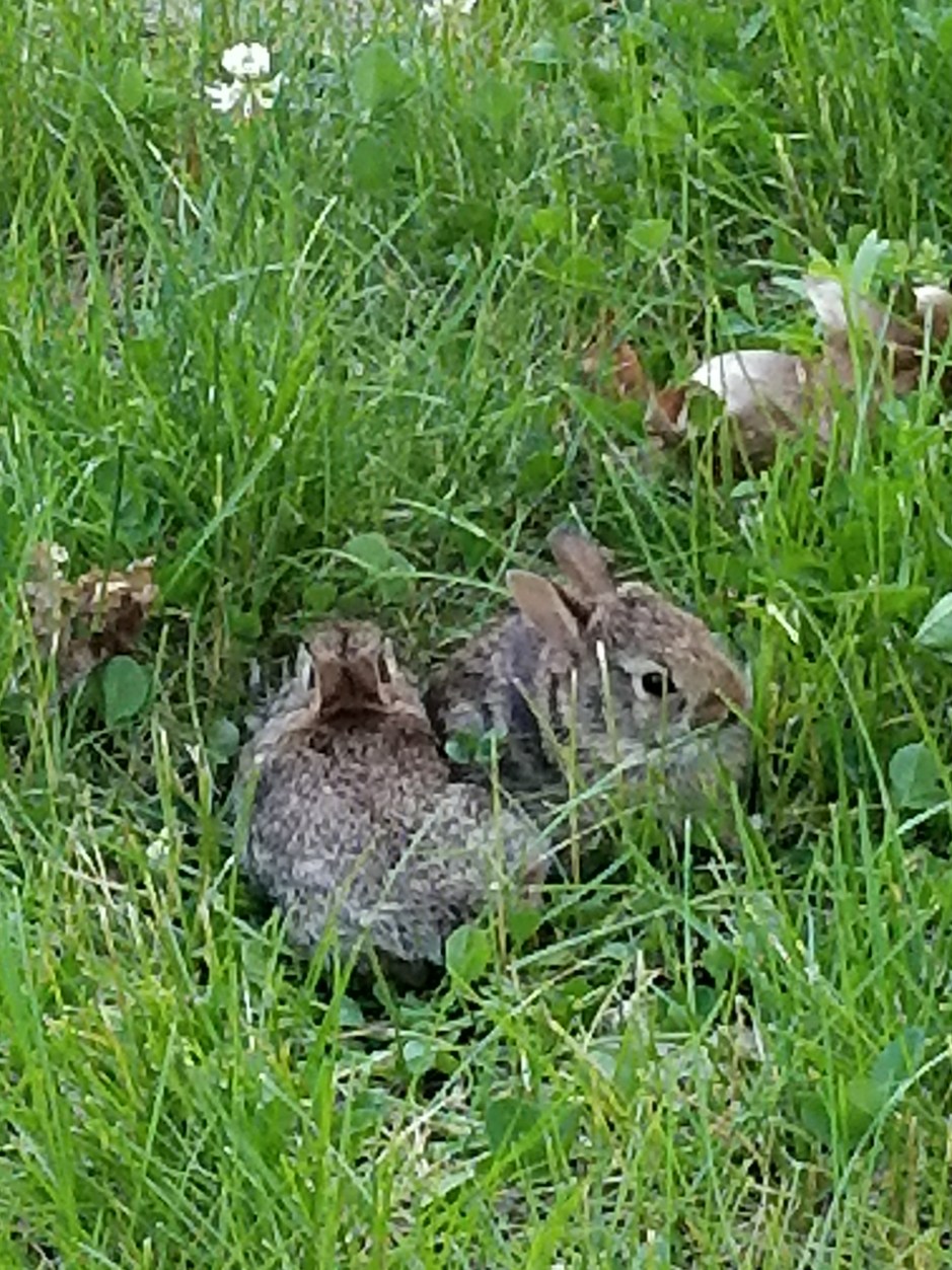 bunnies