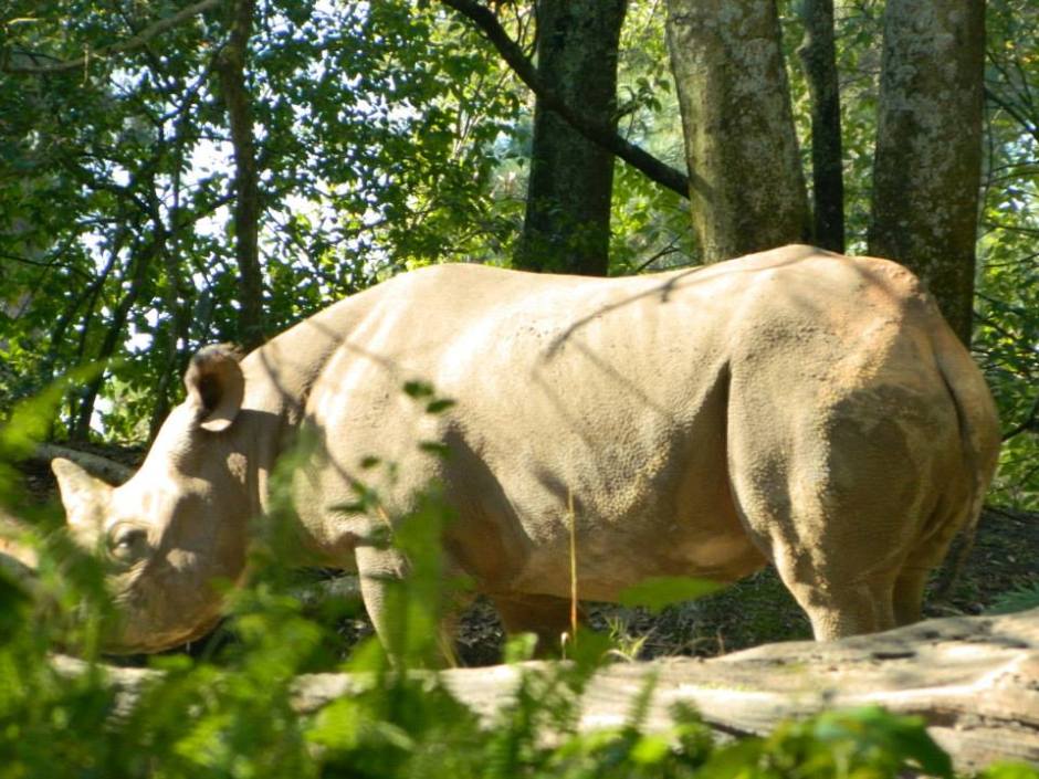 rhino.jpg