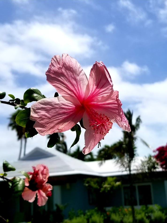 HIBISCUS.jpg