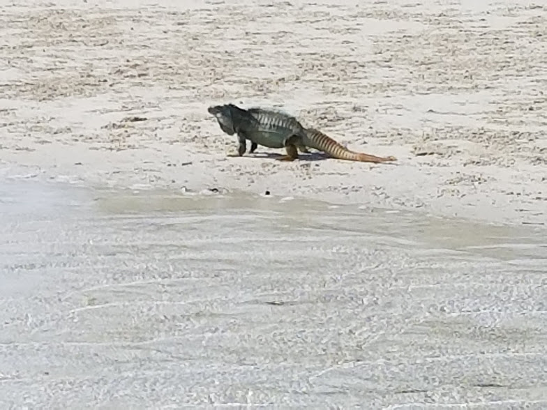 IGUANA BEACH 1
