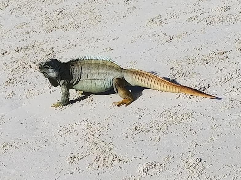 IGUANA BEACH 2