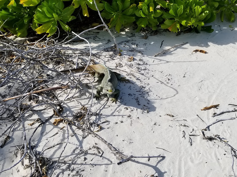 IGUANA1