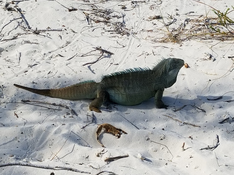 IGUANA3
