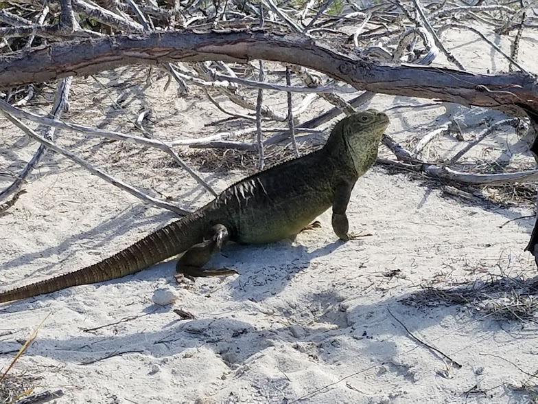 IGUANA4