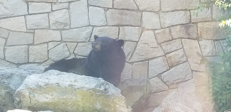 bear