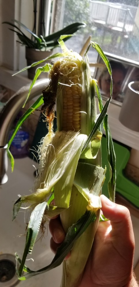 corn in husk