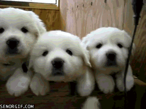cute puppies.gif