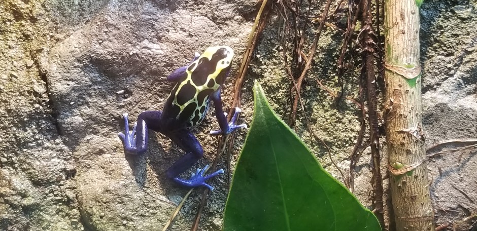 dart frog