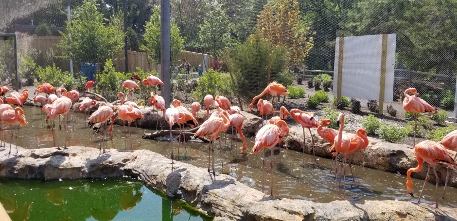 flamingos