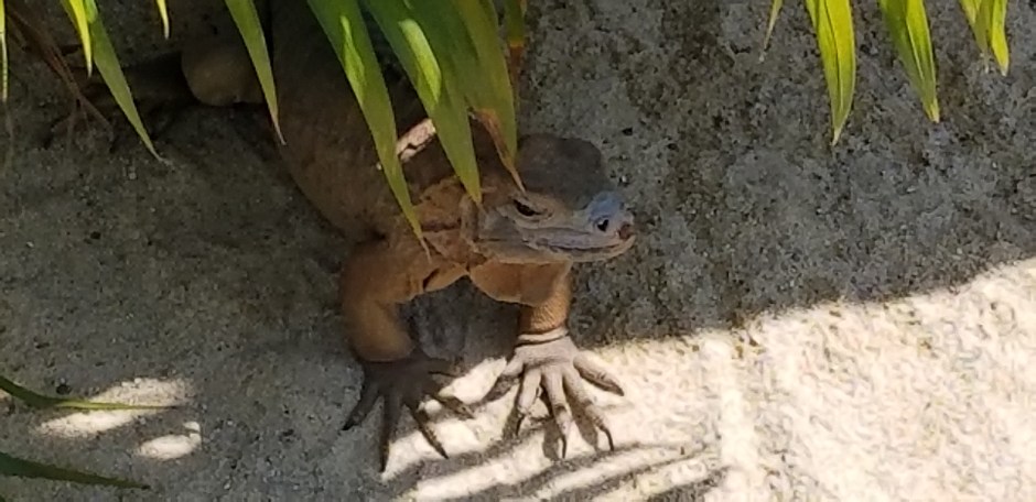 iguana