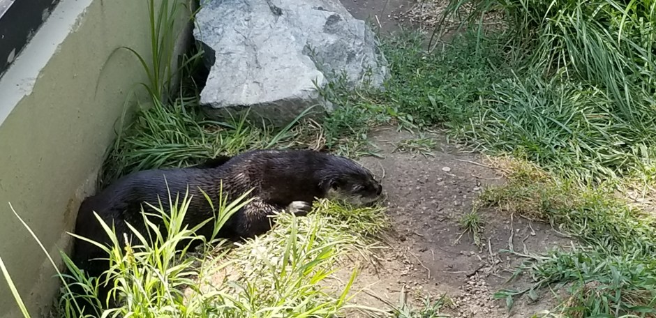 otter