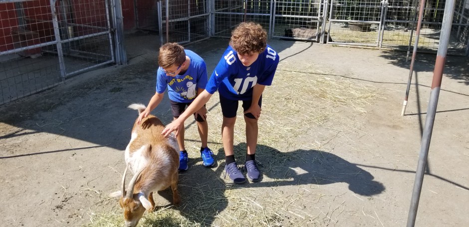 petting a goat