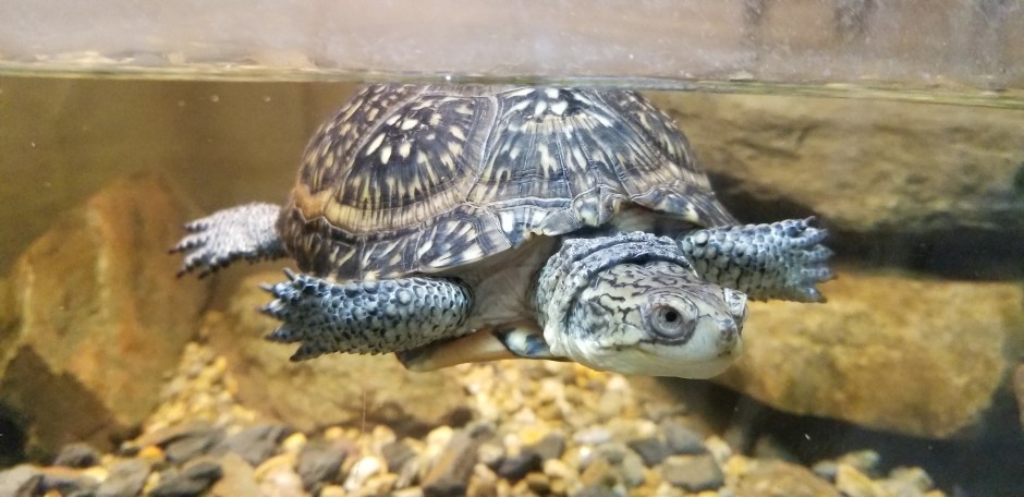 turtle