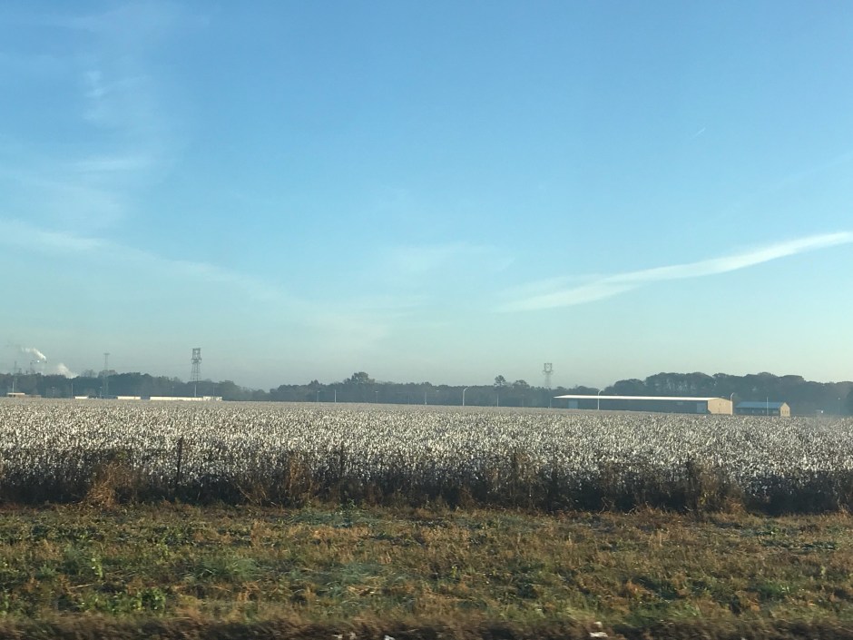 cotton field 1
