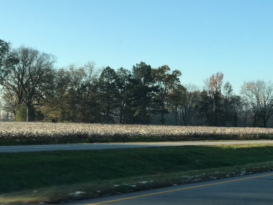 cotton field 2