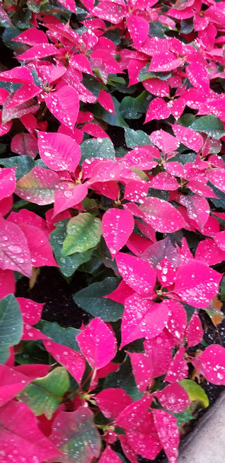 cold flowers day 13 2018