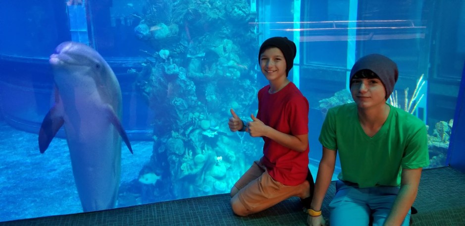 dolphin 1 day 11 2018