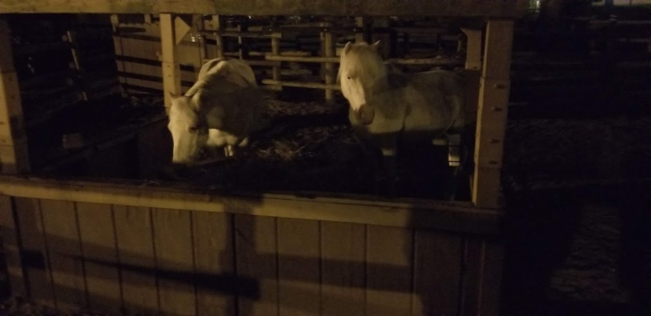 horses 1 day 11 2018