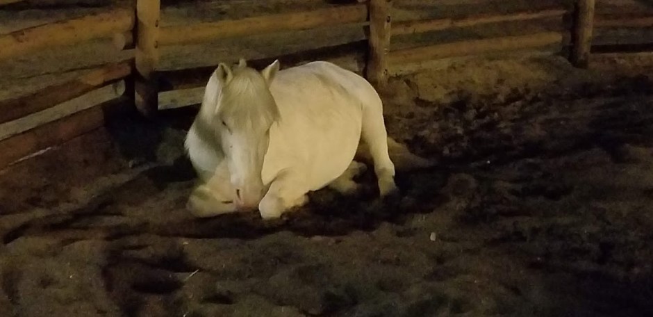 horses 2 day 11 2018