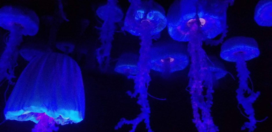 JELLYFISH DAY 14 2018.jpg