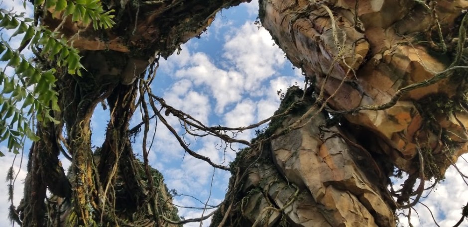 pandora 4 day 12 2018