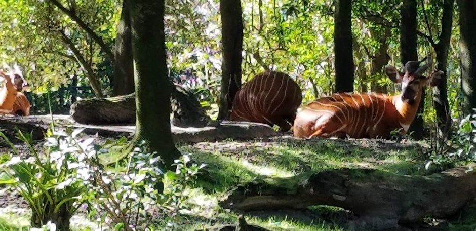 safari 2 day 12 2018