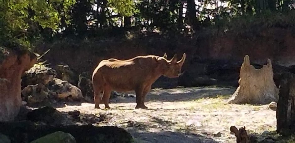 safari 3 day 12 2018