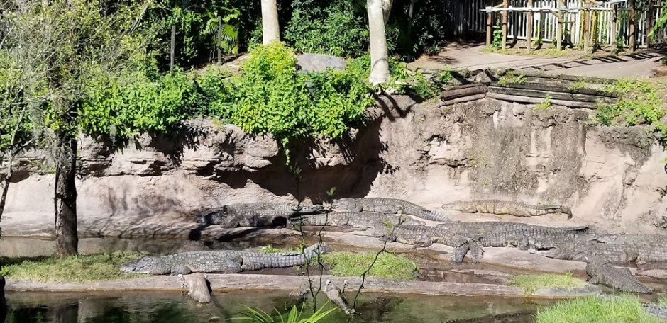 safari 4 day 12 2018