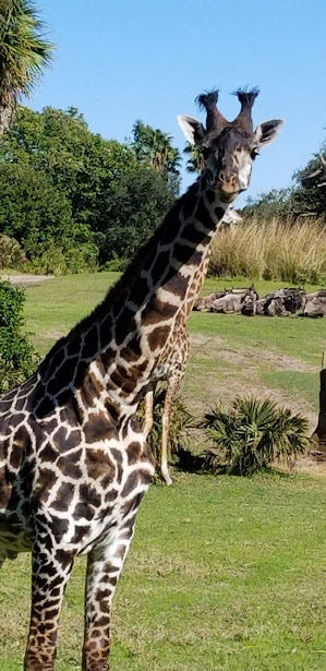 safari 5 day 12 2018