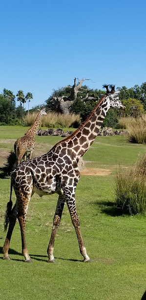 safari 6 day 12 2018