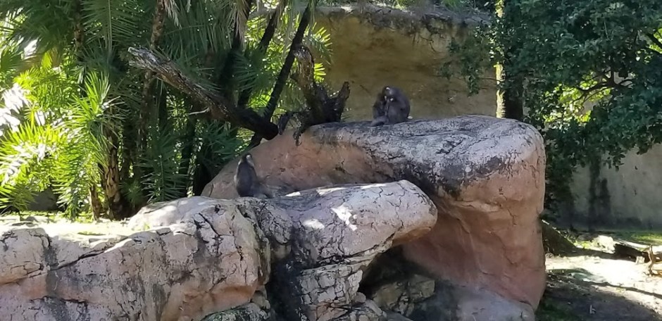 safari 7 day 12 2018