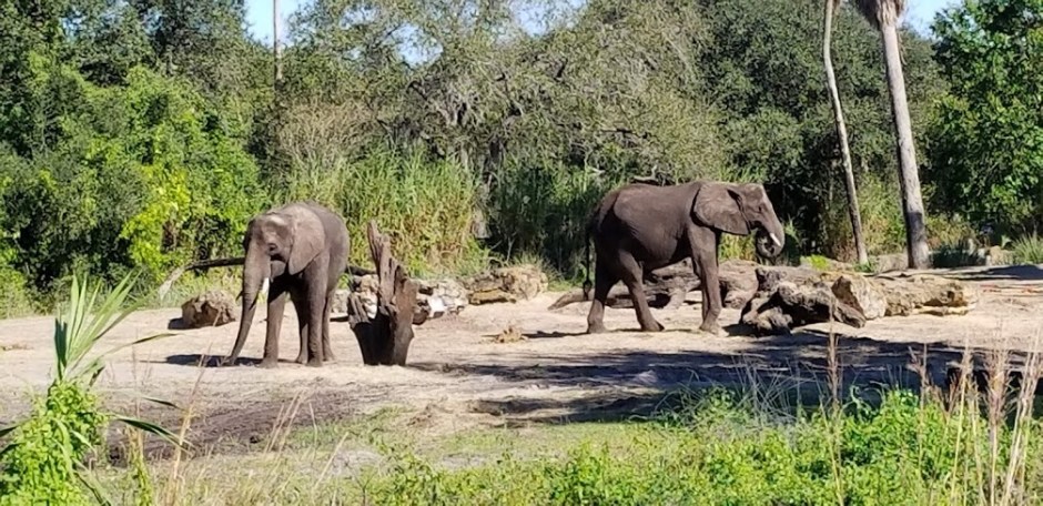 safari 8 day 12 2018