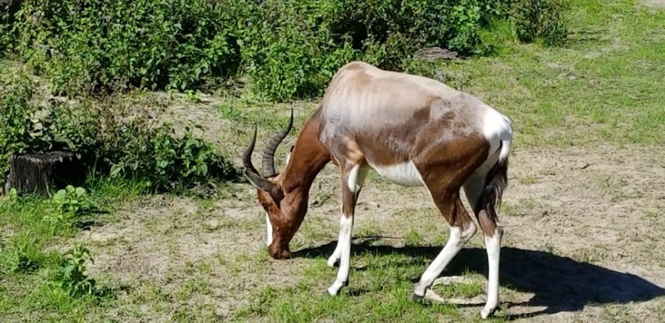 safari 9 day 12 2018