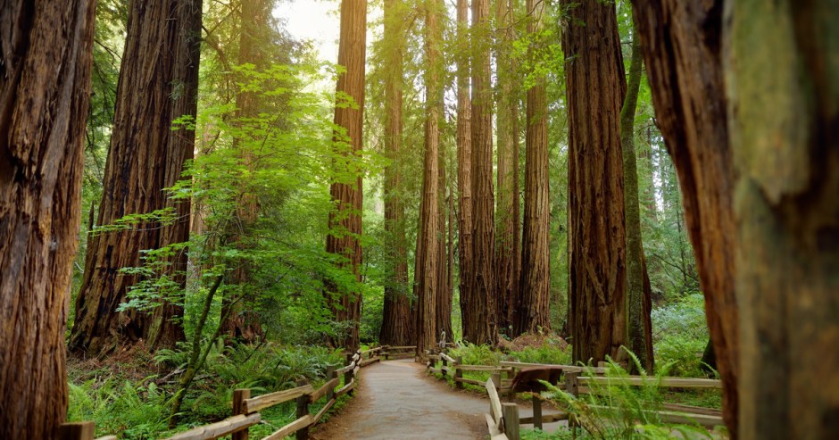 MUIR WOODS NAPA PRE TRIP 3-19.jpg