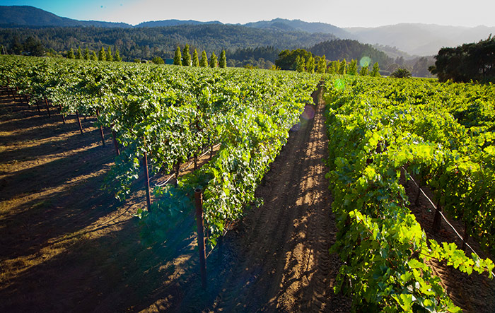 TAPLIN NAPA PRE TRIP 3-19.jpg