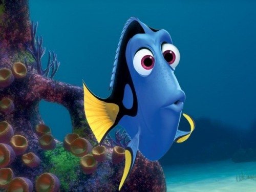 DORY CONFUSED MONTEREY PRE TRIP 5 2019