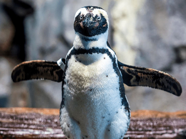 PENGUIN DAY 7 CA TRIP PRE TRIP.png