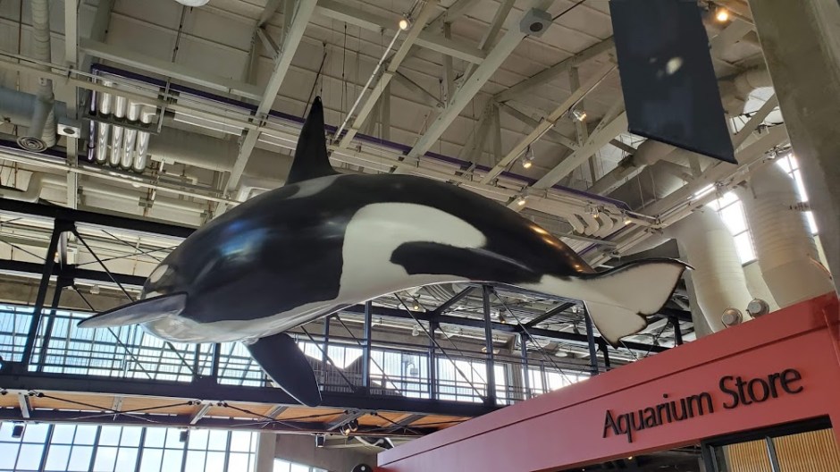 AQUARIUM 1 DAY 7 CA 2019.jpg