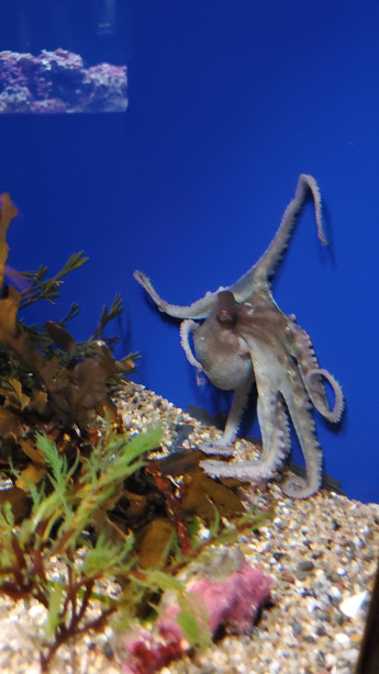 AQUARIUM 5 DAY 7 CA 2019