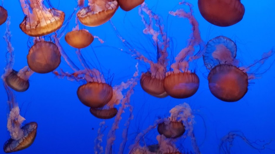 JELLIES 2 DAY 7 CA 2019.jpg