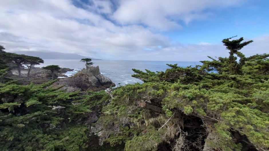 LONE CYPRESS 1 DAY 7 CA 2019.jpg