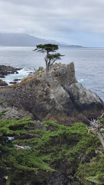 LONE CYPRESS 2 DAY 7 CA 2019.jpg