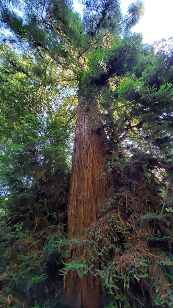 MUIR 1 DAY 3 CA 2019