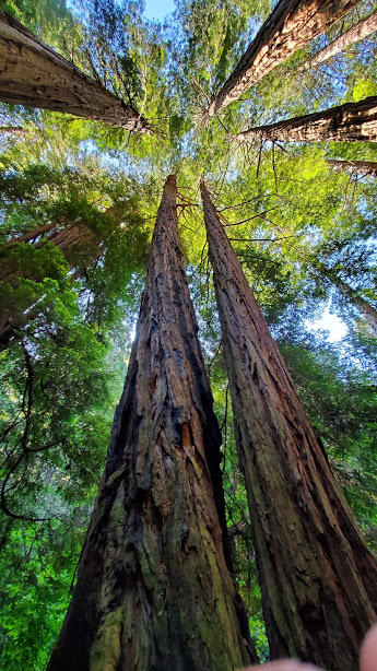 MUIR 11 DAY 3 CA 2019.jpg