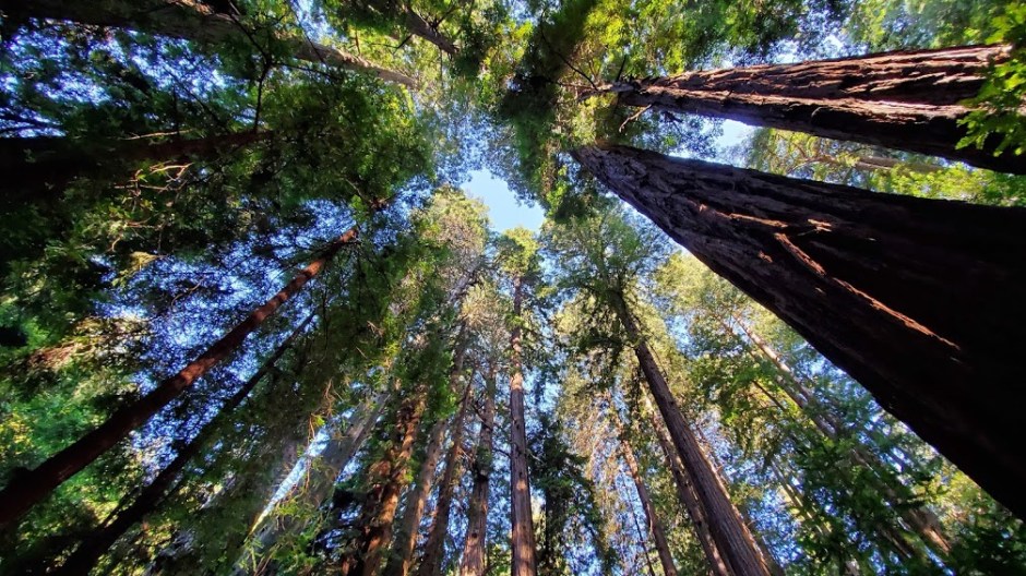 MUIR 5 DAY 3 CA 2019.jpg