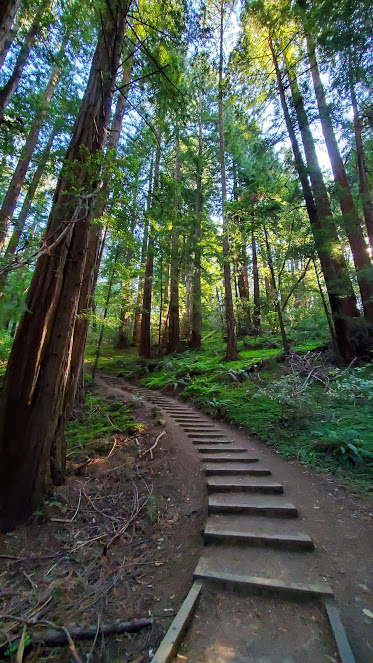 MUIR 6 DAY 3 CA 2019.jpg