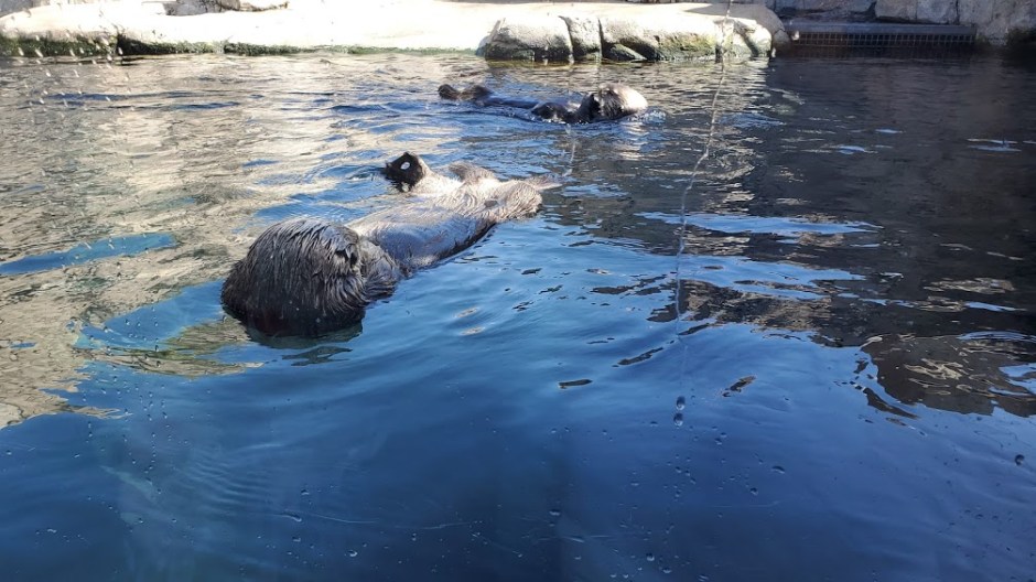 OTTER 2 DAY 7 CA 2019.jpg