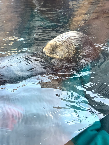 OTTER 3 DAY 7 CA 2019.jpg